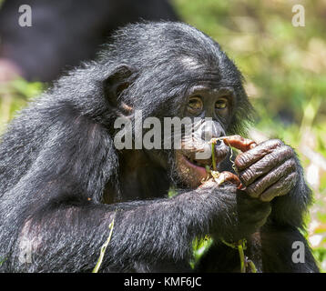 Die Nahaufnahme Porträt der Jugendlichen Bonobo auf dem Baum im natürlichen Lebensraum. grün Natur Hintergrund. der Bonobo (pan paniscus). Demokratische Republik Stockfoto