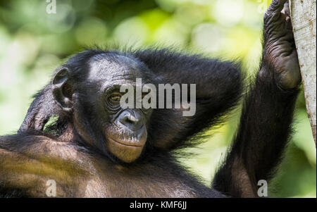 Die Nahaufnahme Porträt der Jugendlichen Bonobo auf dem Baum im natürlichen Lebensraum. grün Natur Hintergrund. der Bonobo (pan paniscus). Demokratische Republik Stockfoto