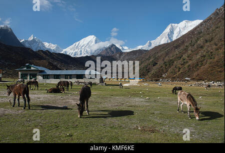 Pferde grasen im schönen bimthang, manaslu Circuit trek, Nepal Stockfoto