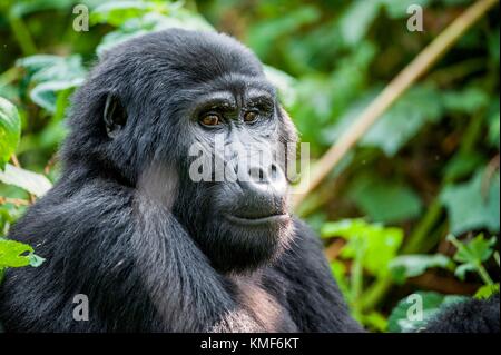 Porträt einer Mountain Gorilla in kurzer Entfernung. Gorilla bis Portrait schließen. Der Berggorilla (Gorilla beringei beringei) Stockfoto