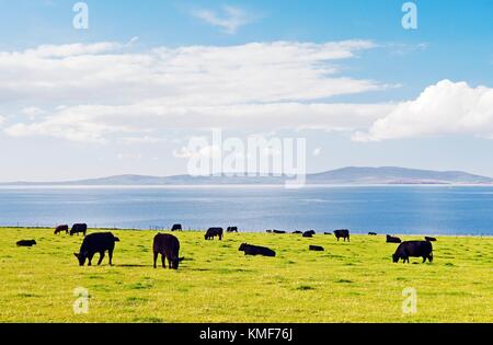 NW in Scapa Flow aus in der Nähe von St. Margarets Hope auf Insel von South Ronaldsay, Orkney, Schottland. Vieh-Alm Stockfoto