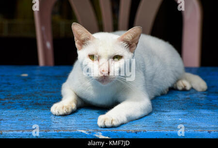 Weiße Katze mit grünen Augen, Mergui Archipel, Myanmar Stockfoto