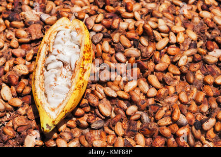 Indonesische Kakaobäume Plantage ernten - reif Pod auf das Trocknen rohen Bohnen Hintergrund geöffnet. Obst von kakaopflanzen in der Lebensmittelindustrie zur Herstellung verwendet Stockfoto