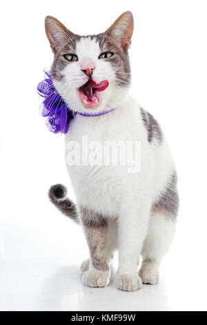 Hauskatze auf isolierten weißen Hintergrund. Cat wollen essen. Ausgebildete Katze. Tier Säugetier Tier. Schöne grau weiße Katze junge Kätzchen auf isolierten weißen Studio foto Hintergrund. Katze mit schöne Augen. Stockfoto