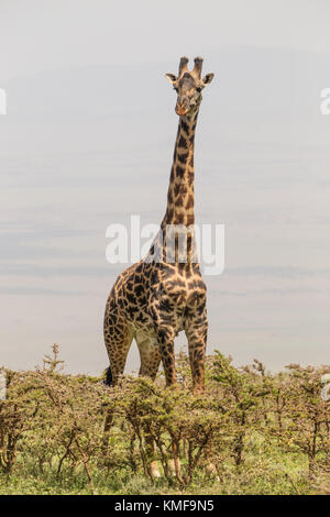 Einsame giraffe im Amboseli Nationalpark in Kenia. Stockfoto