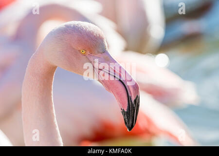 Flamants Roses Camargue Bouches du Rhône, Frankreich, Provence-Alpes-Côte d'Azur 13. Stockfoto