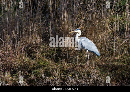 Héron Cendré, Ardera Cinerea, Pont de Gau Camargue Frankreich Stockfoto