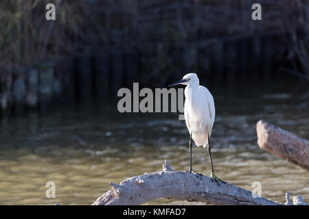 Aigrette Garzette Pont de Gau, Camargue Bouches du Rhône, Frankreich, Provence-Alpes-Côte d'Azur 13. Stockfoto