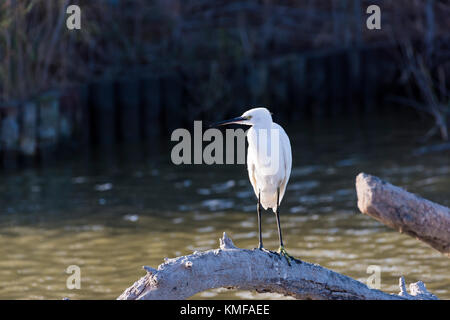 Aigrette Garzette Pont de Gau, Camargue Bouches du Rhône, Frankreich, Provence-Alpes-Côte d'Azur 13. Stockfoto