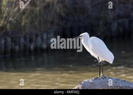 Aigrette Garzette Pont de Gau, Camargue Bouches du Rhône, Frankreich, Provence-Alpes-Côte d'Azur 13. Stockfoto