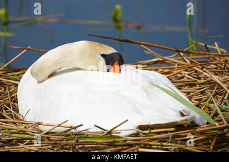 Die inkubation Höckerschwan (Cygnus olor) ruht auf Nest, Kopf im Gefieder, Schleswig-Holstein, Deutschland Stockfoto