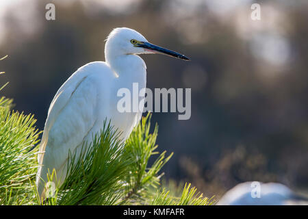 Aigrette Garzette Pont de Gau, Camargue Bouches du Rhône, Frankreich, Provence-Alpes-Côte d'Azur 13. Stockfoto