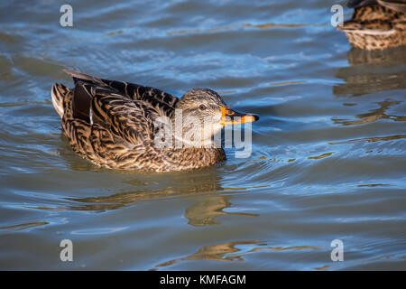 Zuckerrohr Colvert Camargue Frankreich Stockfoto