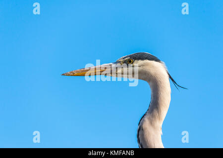 Héron Cendré, Ardera Cinerea, Pont de Gau Camargue Frankreich Stockfoto