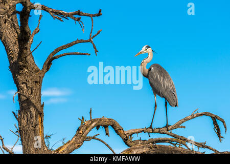 Héron Cendré, Ardera Cinerea, Pont de Gau Camargue Frankreich Stockfoto