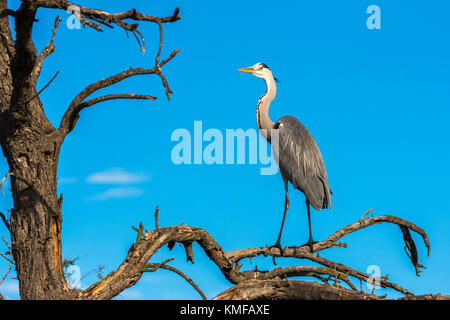 Héron Cendré, Ardera Cinerea, Pont de Gau Camargue Frankreich Stockfoto