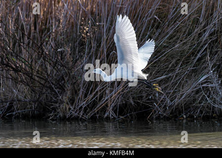 Aigrette Garzette Pont de Gau, Camargue Bouches du Rhône, Frankreich, Provence-Alpes-Côte d'Azur 13. Stockfoto