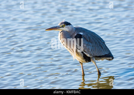 Héron Cendré, Ardera Cinerea, Pont de Gau Camargue Frankreich Stockfoto