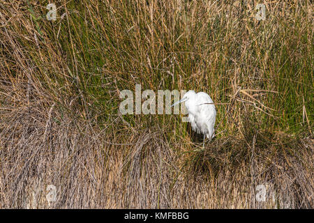 Aigrette Garzette Pont de Gau, Camargue Bouches du Rhône, Frankreich, Provence-Alpes-Côte d'Azur 13. Stockfoto