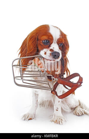 Hund mit Maulkorb. Biss snapper Hunde zu vermeiden. Cavalier King Charles Spaniel hunde Foto. Beautiful Cavalier puppy dog auf isolierten weißen studio Hintergrund. Ausgebildete Tier Fotos für jedes Konzept. Stockfoto