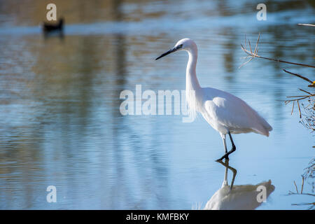 Aigrette Garzette Pont de Gau, Camargue Bouches du Rhône, Frankreich, Provence-Alpes-Côte d'Azur 13. Stockfoto