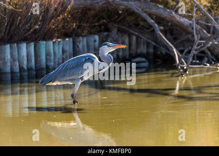 Héron Cendré, Ardera Cinerea, Pont de Gau Camargue Frankreich Stockfoto