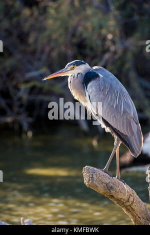 Héron Cendré, Ardera Cinerea, Pont de Gau Camargue Frankreich Stockfoto