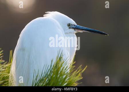 Aigrette Garzette Pont de Gau, Camargue Bouches du Rhône, Frankreich, Provence-Alpes-Côte d'Azur 13. Stockfoto