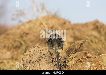 Mehr roadrunner Geococcyx californianus Sonnenbaden auf Schmutz Bank New Mexiko USA Stockfoto