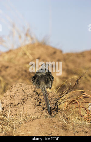 Mehr roadrunner Geococcyx californianus Sonnenbaden auf Schmutz Bank New Mexiko USA Stockfoto