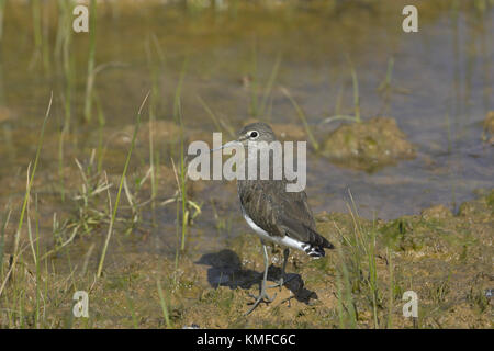 Green sandpiper Tringa ochropus auf kleinen Sumpf Algarve Portugal Stockfoto