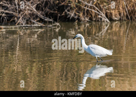 Aigrette Garzette Pont de Gau, Camargue Bouches du Rhône, Frankreich, Provence-Alpes-Côte d'Azur 13. Stockfoto