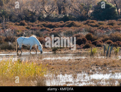 Cheval Camarguais dans les Marais de Camargue Frankreich Stockfoto