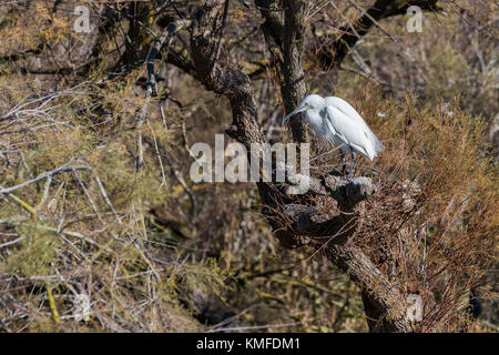 Aigrette Garzette Pont de Gau, Camargue Bouches du Rhône, Frankreich, Provence-Alpes-Côte d'Azur 13. Stockfoto