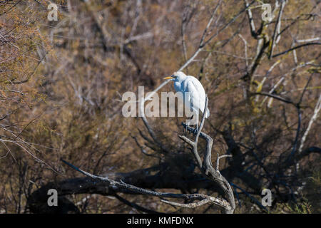 Héron Garde Boeuf, Pont de Gau Camargue Frankreich Stockfoto