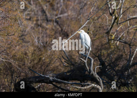 Héron Garde Boeuf, Pont de Gau Camargue Frankreich Stockfoto