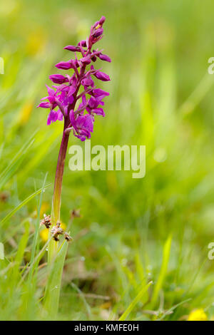 Orchideen sind die am weitesten ausdehnende und evolutierte Gruppe der Betriebe. Es sind mehr als 25.000 Arten. Ihre Farbe, Formen und Düfte sind alle etwas Besonderes. Stockfoto