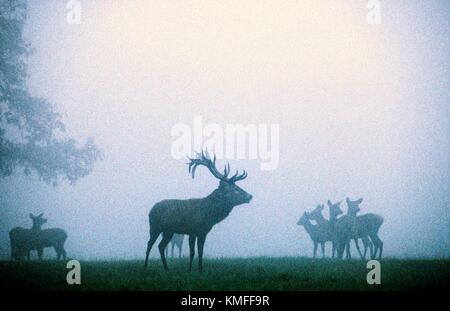 Rothirsch Cervus Elaphus Hirsch mit tut in Herbstmorgen Nebel Brunftzeit Stockfoto