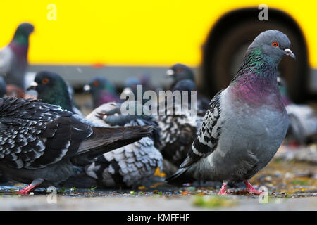 Gruppe von Tauben (Columba livia domestica) sich am Boden auf Nahrungssuche für Lebensmittel vor einem gelben Bus in Berlin. Stockfoto