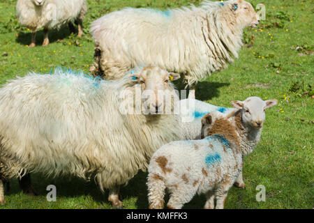 Welsh Mountain Schafe ewe hält einen wachsamen wache über ihre Lämmer auf der Alp in ländlichen Bala North Wales Stockfoto