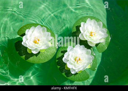 Blühende Blumen auf Lily Pads float in ruhiger Lage in einem grünen Wasser Stockfoto