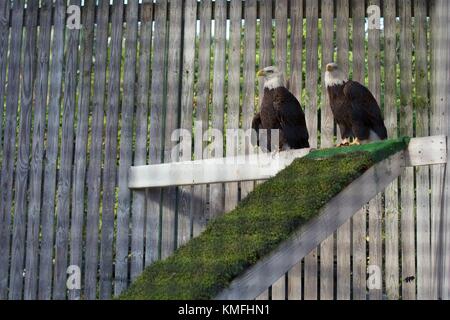 Zwei kahle Adler an der Rehabilitation Maria Keller Seabird Sanctuary in Fouras, Florida, USA. Stockfoto
