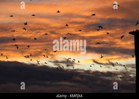 Ein Schwarm Vögel fliegen von Gefahr am örtlichen Strand Stockfoto