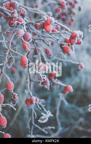 Wild Dogrose. Rote Früchte. Stockfoto