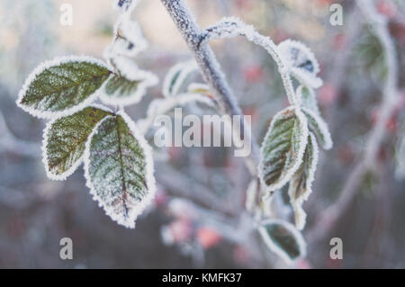 Raureif Kristalle auf sweetbrier verlässt. Stockfoto