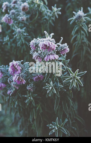 Schöne aster Blüten. Rosa Stimmung. Stockfoto