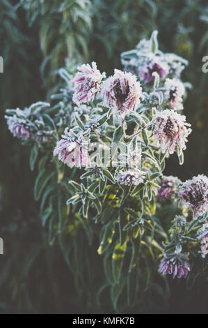 Morgen Garten. Sonnenlicht in den Blumen. Stockfoto