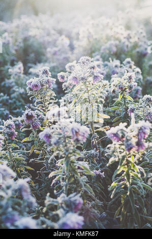 Aster Blumen macht. Stockfoto