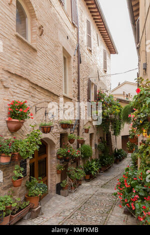 Eine Aussicht auf eine Gasse, die von vielen Blumen in Spello, Umbrien eingerichtet Stockfoto