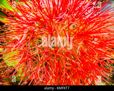Blut Blume, Powder Puff Lilly ist als Zierpflanze für seine